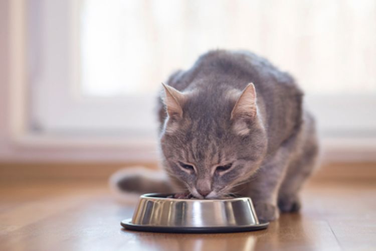 Penuhi Gizi, Berikut 4 Makanan Bagus untuk Kucing